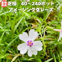 【レビュー特典あり】 芝桜 苗 アメージンググレース 40株/80株/160株/240株セット 白の花 白色 ホワイト 品種 9cmポット シバザクラ グランドカバー ほふく性 種類 おしゃれな花のグランドカバープランツ 多年草 下草 宿根草 高耐寒性 地被植物 アメージンググレイス