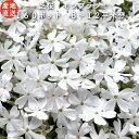 【レビュー特典あり】 高品質 芝桜 モンブランホワイト 白色種 9cmポット苗 160株セット シバザクラ グランドカバー …