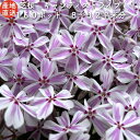 【レビュー特典あり】 高品質 芝桜 キャンディストライプ（多摩の流れ） 白地にピンク縞種 9cmポット苗 160株セット …