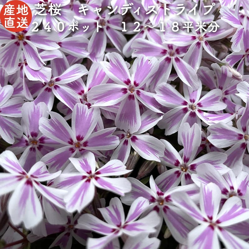 【レビュー特典あり】 高品質 芝桜 キャンディストライプ（多摩の流れ） 白地にピンク縞種 9cmポット苗 240株セット シバザクラ グランドカバー 送料無料