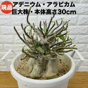 現品 アデニウム アラビカム 大型株 高さ30cm 11号鉢 砂漠のバラ 多肉植物 塊根植物 コーデックス 盆栽 観葉植物 アラビクム おしゃれでかわいい ギフト 置物 プレゼント インテリア 贈り物 大きい 部屋 室内 リビング 玄関 ベランダ テレビ横