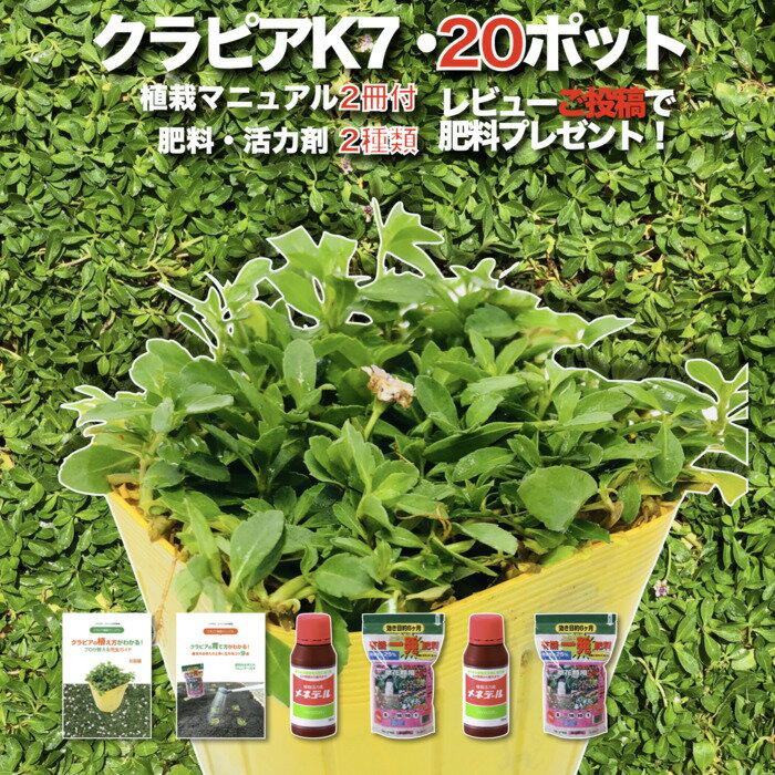 リュウノヒゲ（竜の髭）9cmポット 288株 産地直送 グランドカバー 送料無料 苗木 植木 苗 庭木 生け垣 下草