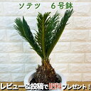 ソテツ 蘇鉄 6号鉢 庭木 記念樹 シンボルツリー 観葉植物 風水 地植え プランター 鉢植え 南国 苗 プレゼントギフト 新築祝い 開店祝い 記念日 母の日 ソテツの木 敬老の日 大きい 部屋 室内 リビング 玄関 ベランダ テレビ横 ドライガーデン