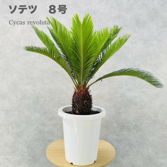 ソテツ ソテツ 蘇鉄 8号鉢 庭木 記念樹 シンボルツリー 観葉植物 風水 地植え プランター 鉢植え 南国 苗 プレゼント ギフト 新築祝い 開店祝い 記念日 母の日 父の日 ソテツの木 敬老の日 大きい 部屋 室内 リビング 玄関 ベランダ テレビ横 ドライガーデン