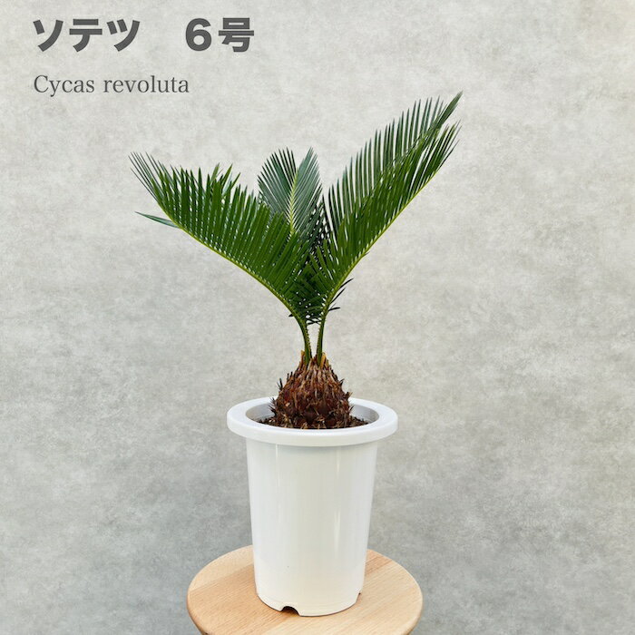 ソテツ 蘇鉄 6号鉢 庭木 記念樹 シンボルツリー 観葉植物 風水 地植え プランター 鉢植え 南国 苗 プレゼントギフト 新築祝い 開店祝い 記念日 母の日 ソテツの木 敬老の日 大きい 部屋 室内 リビング 玄関 ベランダ テレビ横 ドライガーデン