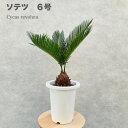 ソテツ ソテツ 蘇鉄 6号鉢 庭木 記念樹 シンボルツリー 観葉植物 風水 地植え プランター 鉢植え 南国 苗 プレゼントギフト 新築祝い 開店祝い 記念日 母の日 ソテツの木 敬老の日 大きい 部屋 室内 リビング 玄関 ベランダ テレビ横 ドライガーデン