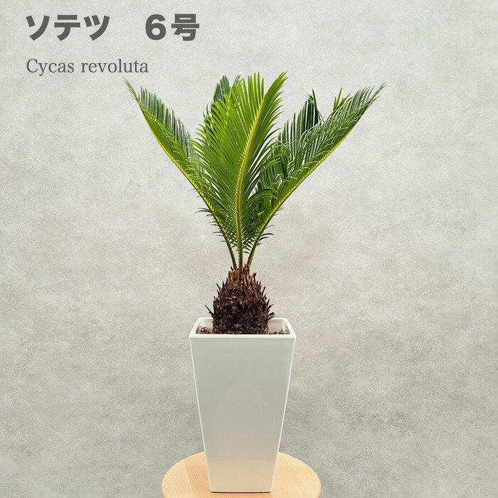 ソテツ 蘇鉄 6号スクエア鉢 庭木 記念樹 シンボルツリー 観葉植物 風水 地植え プランター 鉢植え 南国 苗 プレゼントギフト 新築祝い 開店祝い 記念日 母の日 ソテツの木 敬老の日 大きい 部屋 室内 リビング 玄関 ベランダ テレビ横 ドライガーデン