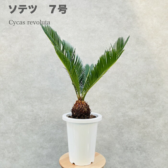 ソテツ ソテツ 蘇鉄 7号鉢 庭木 記念樹 シンボルツリー 観葉植物 風水 地植え プランター 鉢植え 南国 苗 新築祝い 開店祝い 記念日 母の日 ソテツの木 敬老の日 大きい 部屋 室内 リビング 玄関 ベランダ プレゼント ギフト テレビ横 ドライガーデン