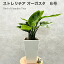 楽天クラピア・観葉植物専門店ミドリス観葉植物 ストレリチア オーガスタ 天国の白い鳥 ニコライ 6号鉢 スクエア鉢 シンボルツリー おしゃれな室内インテリア 結婚祝い 新築祝い 開店祝い 開業祝い 誕生日 母の日 父の日 記念日 敬老の日 大きい 部屋 室内 リビング 玄関 ベランダ プレゼント ギフト テレビ横