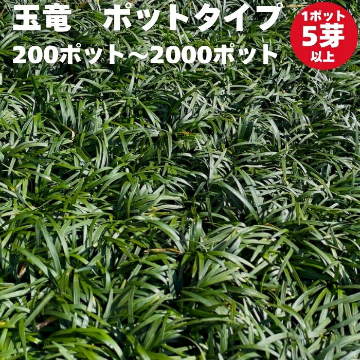 楽天市場】植 栽 タマリュウの通販 楽天市場】植 栽 タマリュウの通販