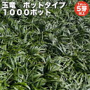 【レビュー特典あり】 タマリュウ 玉竜 ポットタイプ 5芽立以上 1000ポット 約10平米から40平米分 グランドカバー送料無料 竜のヒゲ リュウノヒゲ 苗木 植木 苗 庭木 生け垣 下草