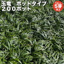 【レビュー特典あり】 タマリュウ 玉竜 ポットタイプ 5芽立以上 200ポット 約2平米から8平米分 グランドカバー送料無料 竜のヒゲ リュウノヒゲ 苗木 植木 苗 庭木 生け垣 下草