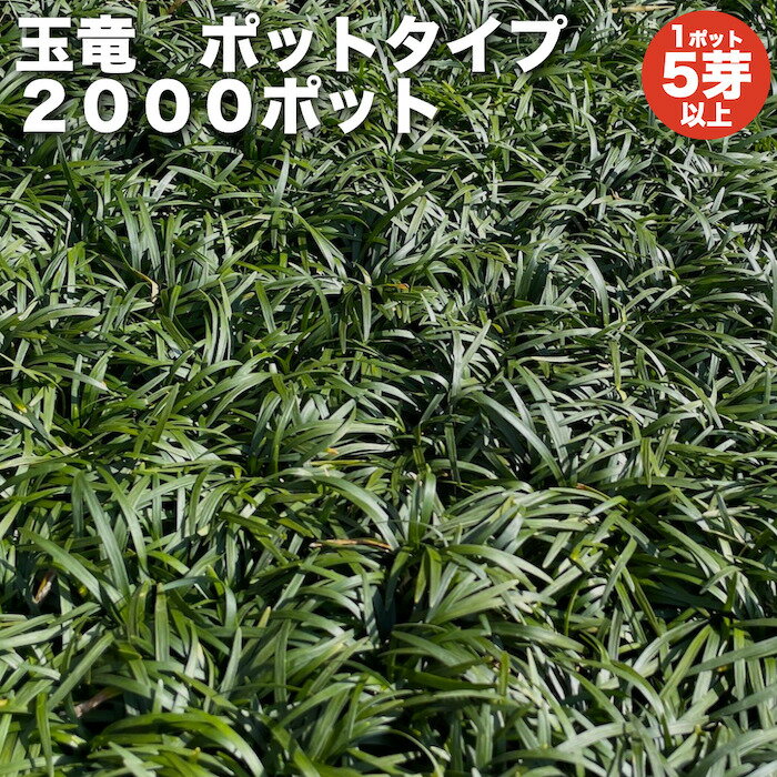 【レビュー特典あり】 タマリュウ（玉竜）ポットタイプ 5芽立以上 2000ポット 約20平米から80平米分 グランドカバー送料無料 竜のヒゲ リュウノヒゲ 苗木 植木 苗 庭木 生け垣 下草