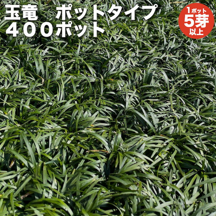 【芽の数について】 こちらのポット苗は1ポットに5芽以上の芽が入っております。 2、3芽でも見栄え上出荷することは可能ですが、お客様にご満足いただくため、5芽以上の出荷基準を設けております。 グランドカバーの王様、玉竜のポットタイプになります。400ポットで約8から16平米分になります。ポットタイプは細かい箇所に植栽する場合や、時間をかけて広範囲に植栽したい場合におすすめです。 ポットサイズ：7.5cm 内容量：400ポット 生産地：三重県鈴鹿市 ※沖縄・離島は配送不可エリアとなります。 一流造園企業や日本人であればどなたでもご存知の某有名施設にも納品されている生産者さんが育てたタマリュウです。 年間50万株以上の出荷実績がある生産者さんがこだわって育てた玉竜です。 大切に育てていただければ嬉しいです！ 元気な玉竜をお届けします！レビュー特典は、当店おすすめの肥料「マグァンプK中粒50グラムとなります。※直接葉に当たらないように、「株まわり」に撒いてあげて下さい。