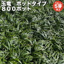 【レビュー特典あり】 タマリュウ（玉竜）ポットタイプ 5芽立以上 800ポット 約8平米から32平米分 グランドカバー送料無料 竜のヒゲ リュウノヒゲ 苗木 植木 苗 庭木 生け垣 下草