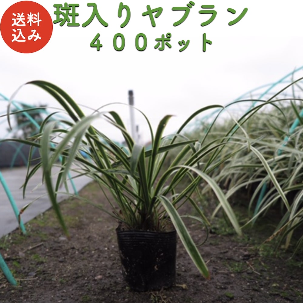 斑入りヤブラン 10.5cmポット苗 400株 やぶらん フイリヤブラン 藪蘭 苗木 植木 苗 庭木 生け垣 下草 グランドカバー 送料無料