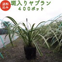 斑入りヤブラン 10.5cmポット苗 400株 やぶらん フイリヤブラン 藪蘭 苗木 植木 苗 庭木 生け垣 下草 グランドカバー…