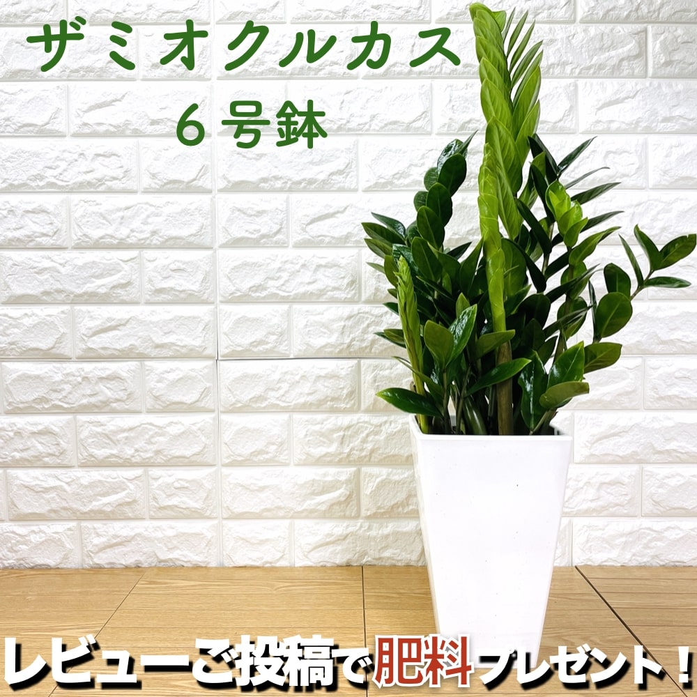 楽天クラピア・観葉植物専門店ミドリス観葉植物 ザミオクルカス ザミフォーリア 6号鉢 金銭樹 シンボルツリー おしゃれな室内インテリア zzプラント 結婚祝い 新築祝い 開店祝い 開業祝い 誕生日 母の日 父の日 記念日 敬老の日 大きい 部屋 リビング 玄関 ベランダ プレゼント ギフト テレビ横