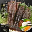 【送料無料】【訳あり】伊勢海老 伊勢志摩産 250g〜300g 3尾 (計約825g) 急速冷凍 国産 伊勢エビ 生食可 刺身 焼き海老 蒸し海老 に おすすめ。 伊勢海老 イセエビ イセ海老 お取り寄せ 母の日 父の日 御中元 敬老の日 クリスマス 御歳暮 誕生日 内祝い お祝い 御礼ギフト