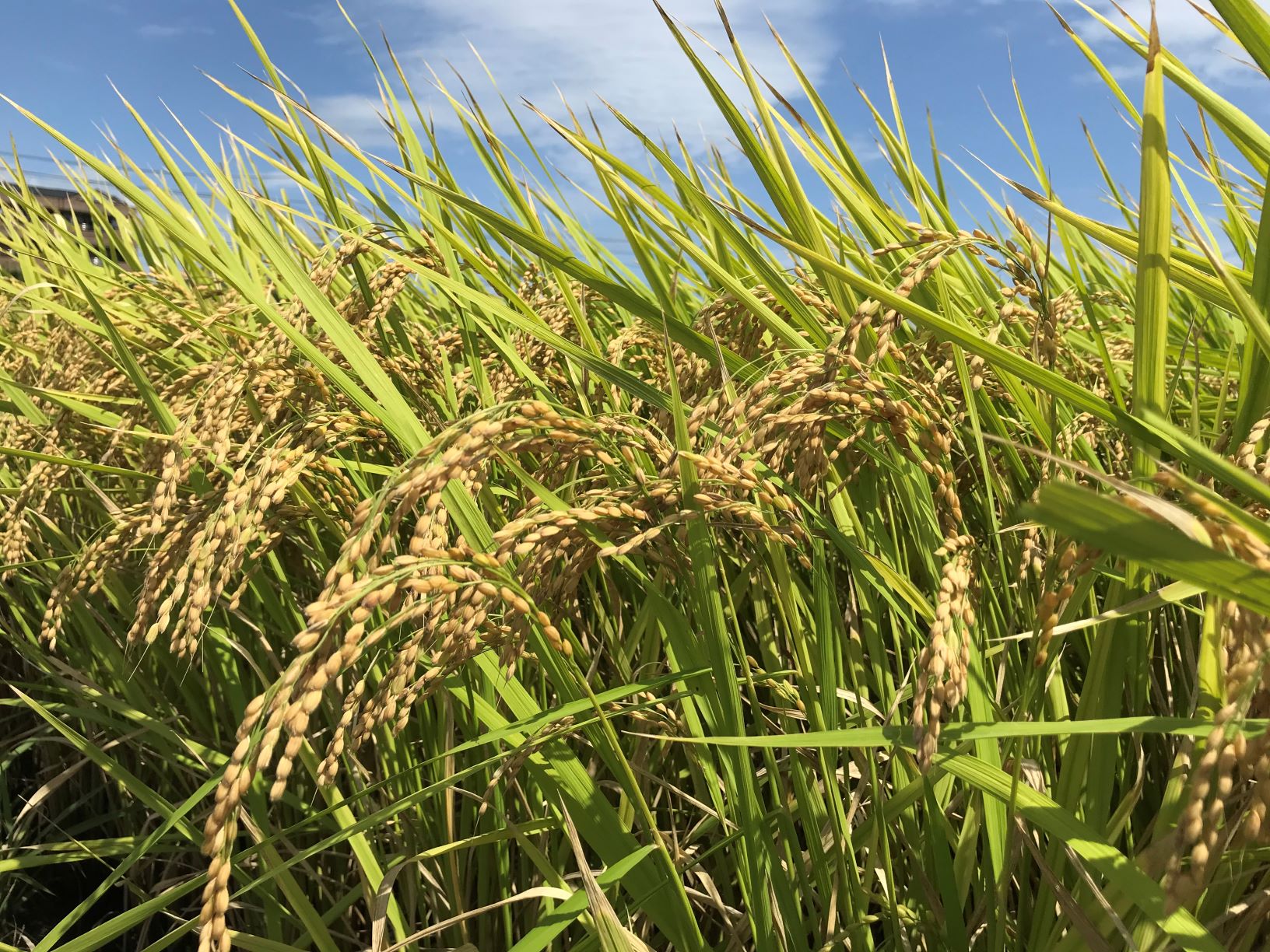 粒が大きく、あっさりとした食味が特徴のお米です。　【精米】青森県産 まっしぐら 10kg(5kg×2袋) 米 青森 令和7年産