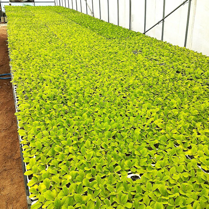 野菜の土 家庭園芸用培養土 14リットル/袋 家庭用 野菜 栽培 プランター 自家栽培 ...