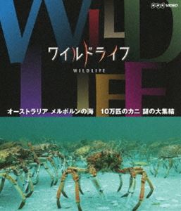 詳しい納期他、ご注文時はお支払・送料・返品のページをご確認ください発売日2013/3/22ワイルドライフ オーストラリア メルボルンの海 10万匹のカニ 謎の大集結 ジャンル 国内TVドキュメンタリー 監督 出演 1995年6月、オーストラリアの南東部、メルボルンの目の前に広がるポート・フィリップ湾の海底におびただしい数のカニが大集結しているのが発見された。名前は、グレートスパイダークラブ。いったいなんのために大集結したのか…?NHKの技術力・取材力の粋を集めた本格自然番組がブルーレイで発売!第1弾は、圧倒的な数の生きものたちが圧巻の光景を繰り広げる「海のスペクタクル編」。封入特典解説リーフレット（長沼毅氏＜広島大学准教授、地球の辺境を放浪する科学者＞の特別寄稿／ディレクターのフィールドリポート ほか）特典映像スペクタクル映像集（BGV）／番組予告集関連商品NHKドキュメンタリーワイルドライフ 種別 Blu-ray JAN 4988066193057 収録時間 57分 カラー カラー 組枚数 1 製作年 2011 製作国 日本 字幕 日本語 音声 日本語リニアPCM（ステレオ） 販売元 NHKエンタープライズ登録日2013/01/07