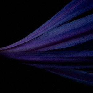 アンレフ フォトン グラビトン詳しい納期他、ご注文時はお支払・送料・返品のページをご確認ください発売日2025/9/10関連キーワード：アルバムanre＊f / photn／gravitonフォトン グラビトン ジャンル イージーリスニングヒーリング/ニューエイジ 関連キーワード anre＊fオリジナル発売日：2025年4月16日※こちらの商品はインディーズ盤のため、在庫確認にお時間を頂く場合がございます。 種別 CD JAN 4580629220066 組枚数 2 製作年 2025 販売元 ブリッジ登録日2025/08/15