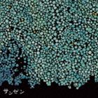 サンゼン / かさねる [CD]