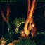 ͢ ECHO  THE BUNNYMEN / CROCODILES [CD]