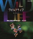 詳しい納期他、ご注文時はお支払・送料・返品のページをご確認ください発売日2013/6/21ワイルドライフ 密林に飛行生物の謎を追う ボルネオ ジャンル 国内TVドキュメンタリー 監督 出演 NHKの技術力・取材力の粋を集めた本格自然番組がブルーレイで発売!大自然の絶景、躍動する命の世界を、豊かな映像で記録しつづけ、骨太の自然番組として親しまれている。第5弾の「飛行生物の謎編」から、思いもよらぬ方法を使って森の中を滑空する両生類やほ乳類の生態に迫った「密林に飛行生物の謎を追う ボルネオ」を収録。封入特典解説リーフレット（長沼毅氏＜広島大学准教授、地球の辺境を放浪する科学者＞の特別寄稿／ディレクターのフィールドリポート ほか）特典映像スペクタクル映像集（BGV）／予告集関連商品NHKドキュメンタリーワイルドライフ 種別 Blu-ray JAN 4988066193200 収録時間 49分 カラー カラー 組枚数 1 製作年 2009 製作国 日本 字幕 日本語 音声 日本語リニアPCM（ステレオ） 販売元 NHKエンタープライズ登録日2013/04/01