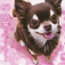 桜／卒業 オルゴール・コレクション [CD]