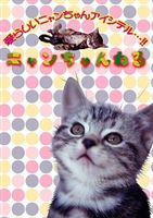 ニャンちゃんねる 3ツ子のアメリカンショートヘアー [DVD]