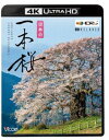 詳しい納期他、ご注文時はお支払・送料・返品のページをご確認ください発売日2021/3/21ビコム 4K Relaxes 日本の一本桜【4K・HDR】 ジャンル 趣味・教養カルチャー／旅行／景色 監督 出演 長い冬が終わり春の訪れを告げる満開の桜。心を和ませてくれる桜は、春を象徴する花として昔から親しまれてきた。日本各地には昔から地元の人に親しまれている一本桜がある。そんな人々が愛してやまない日本全国の一本桜を収録。※こちらの商品は【Ultra HD Blu-ray】のため、対応する機器以外での再生はできません。特典映像relaxing view（馬場の山桜／醍醐桜／又兵衛桜／三春滝桜 京極町の一本桜）／エンドレス再生機能［本編＆relaxing view］関連商品ビコム4K Relaxesシリーズ 種別 Ultra HD Blu-ray JAN 4932323571249 収録時間 42分 カラー カラー 組枚数 1 製作年 2021 製作国 日本 字幕 日本語 英語 音声 リニアPCM（ステレオ）リニアPCM（5.1ch） 販売元 ビコム登録日2021/01/11