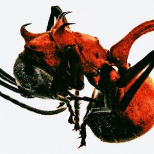 4TH ALBUM ： ANT詳しい納期他、ご注文時はお支払・送料・返品のページをご確認ください発売日2024/5/14QM / 4TH ALBUM ： ANTキューエム / 4THアルバム：アント ジャンル 洋楽アジアンポップス 関連キーワード キューエムQMQMが4集フル・アルバムをリリース!収録内容1. Gold （feat. Choi LB）2. Gun in the Mouth （feat. ZICO） ＊Title3. Bust down （feat. The Quiett）4. Nylong5. Chrysalis （feat. cacophony）6. Ant Cave7. Just do it8. Broken Things （feat. Jiwoong） ＊Title9. Ants （feat. Choi Hang-seok）10. Slow horses11. HANNAH2 ＊CD ONLY関連商品K-POP 輸入盤 一覧はコチラ 種別 CD 【輸入盤】 JAN 8800250624641登録日2024/05/07