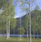 絹の会 / 箏カンタービレ 〜癒しのクラシック〜 CD