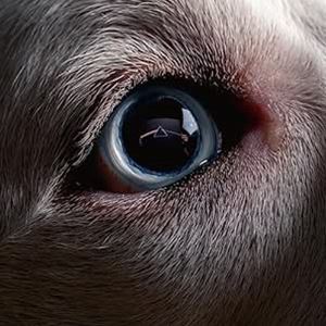 輸入盤 WATERS ROGER （DIGI） / DARK SIDE OF THE MOON REDUX [CD]