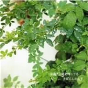 まぼろしのみぎ / 昼過ぎに朝を待ってる [CD]