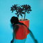 ͢ LOCAL NATIVES / SUNLIT YOUTH [CD]