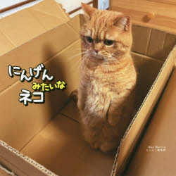 にんげんみたいなネコ