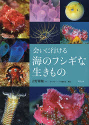 会いに行ける海のフシギな生きもの