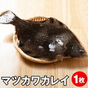 送料無料 マツカワカレイ 青森県産 刺身 焼き魚 煮魚 唐揚げ 漬け 海鮮丼 外ヶ浜町 活締め