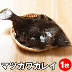 送料無料 マツカワカレイ 青森県産 刺身 焼き魚 煮魚 唐揚げ 漬け 海鮮丼 外ヶ浜町 活締め