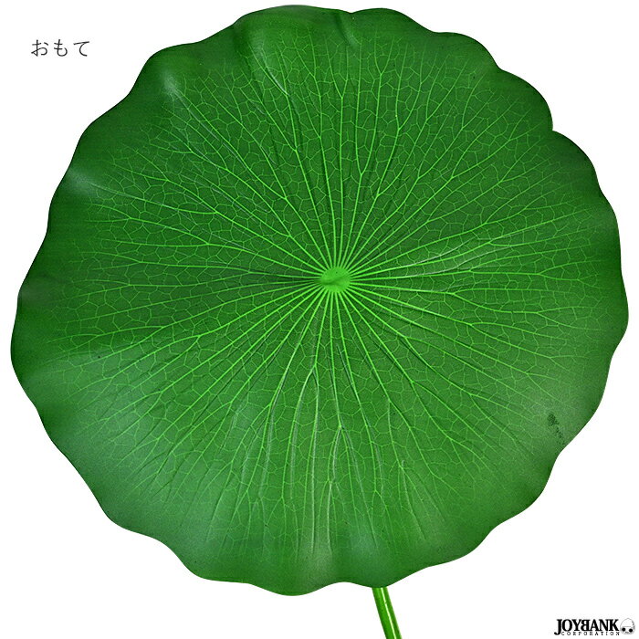 葉っぱ　ビッグサイズ　傘　ハスの葉　直径約60cm　かさ　コスプレ　ハロウィン　イベント 3