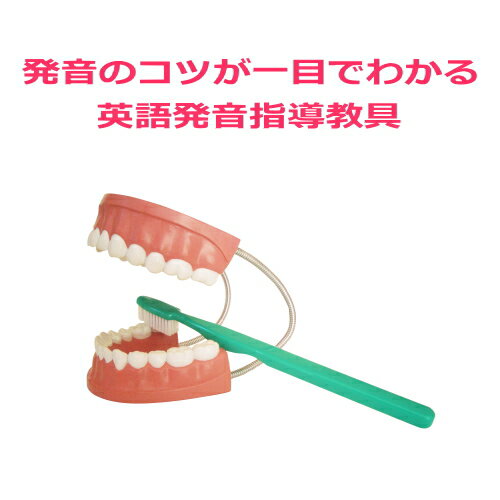 【デンタルモデル大型歯ブラシ付】歯磨き指導用歯科模型。歯の模型。歯おもちゃ。歯型。大きい英語発音指導 ...