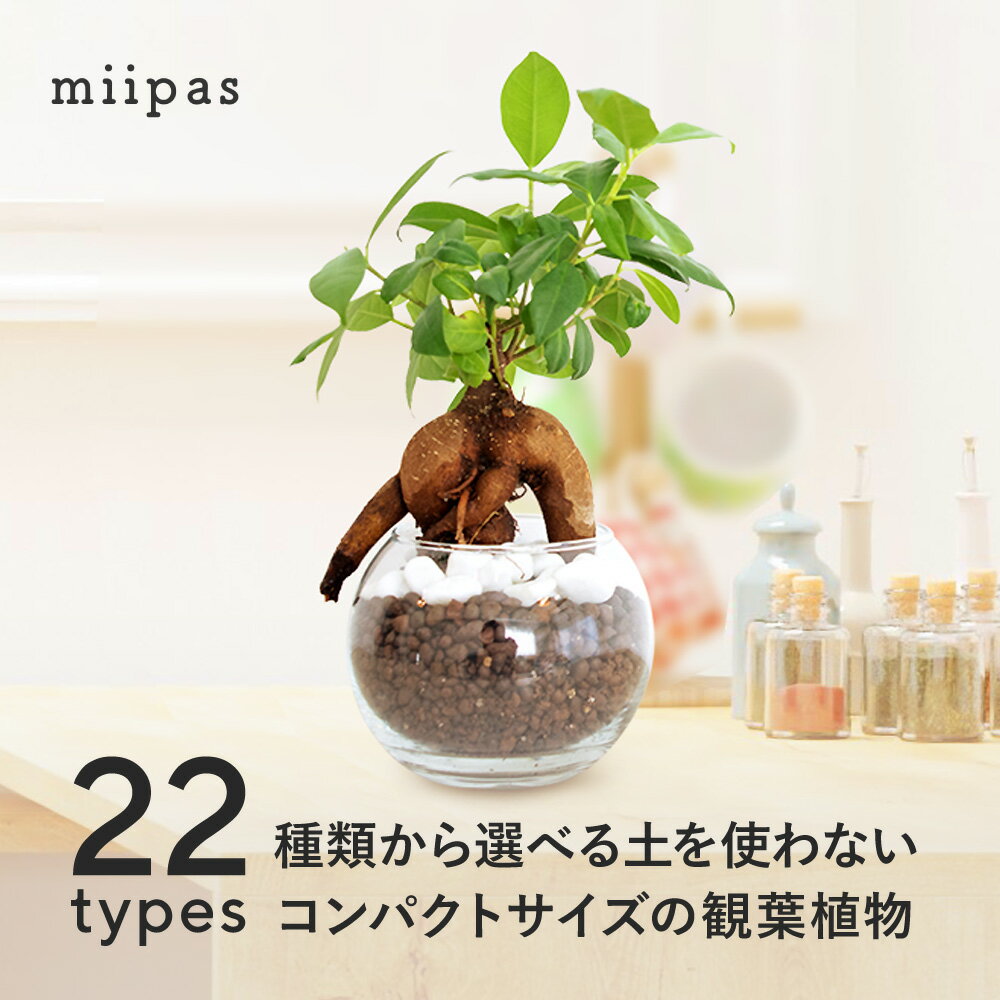 シェフレラ 観葉植物 【22種類から選べる】ハイドロカルチャー 観葉植物 ミニ パキラ ガジュマル サンスベリア モンステラ バンブー マドカズラ カポック ポトス シンゴニウム ペペロミア アイビー 植え替え 鉢 容器 小さい 本物 卓上 3号 ギフト プレゼント【コースター無しの商品】