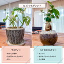 miipas:10001014のサンプル画像3