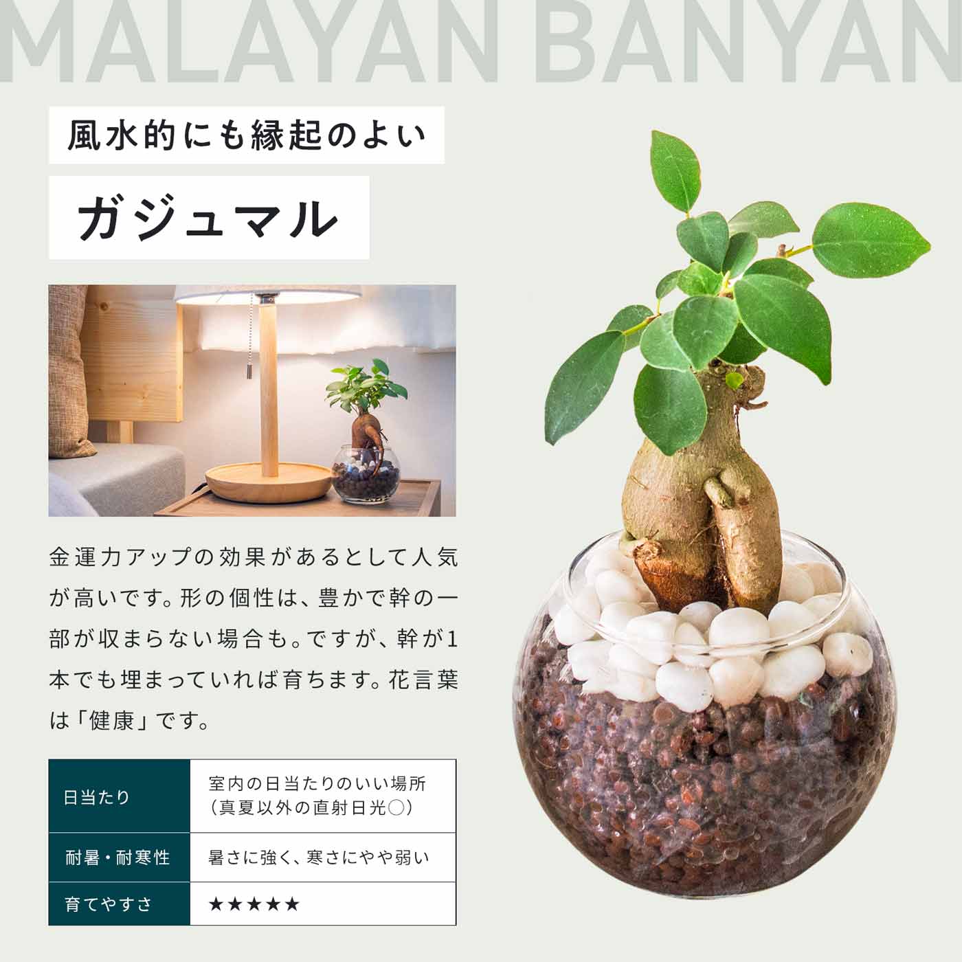 ギフト 観葉植物 メッセージカード付き ホワイトデー 出産祝い 結婚祝い 還暦祝い ...