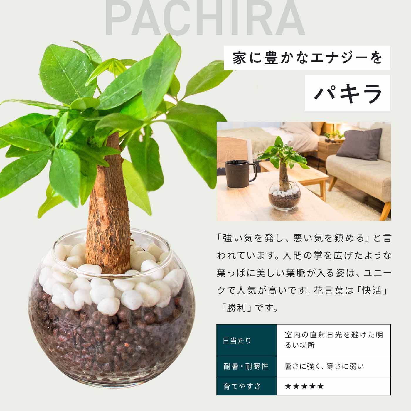 ギフト 観葉植物 メッセージカード付き ホワイトデー 出産祝い 結婚祝い 還暦祝い ...