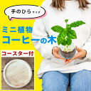 コーヒーの木 観葉植物 苗 就職祝い 出産祝い ハイドロカルチャー 室内用 卓上 水耕栽培 小さめ ミニサイズ 土を使わない 虫がわかない 鉢付き 鉢植え 本物...