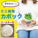 カポック シェフレラ 観葉植物 虫 わかない 丸い葉 可愛い かわいい ハイドロカルチャー 室内用 卓上 水耕栽培 小さめ ミニサイズ 土を使わない 鉢付き 鉢...